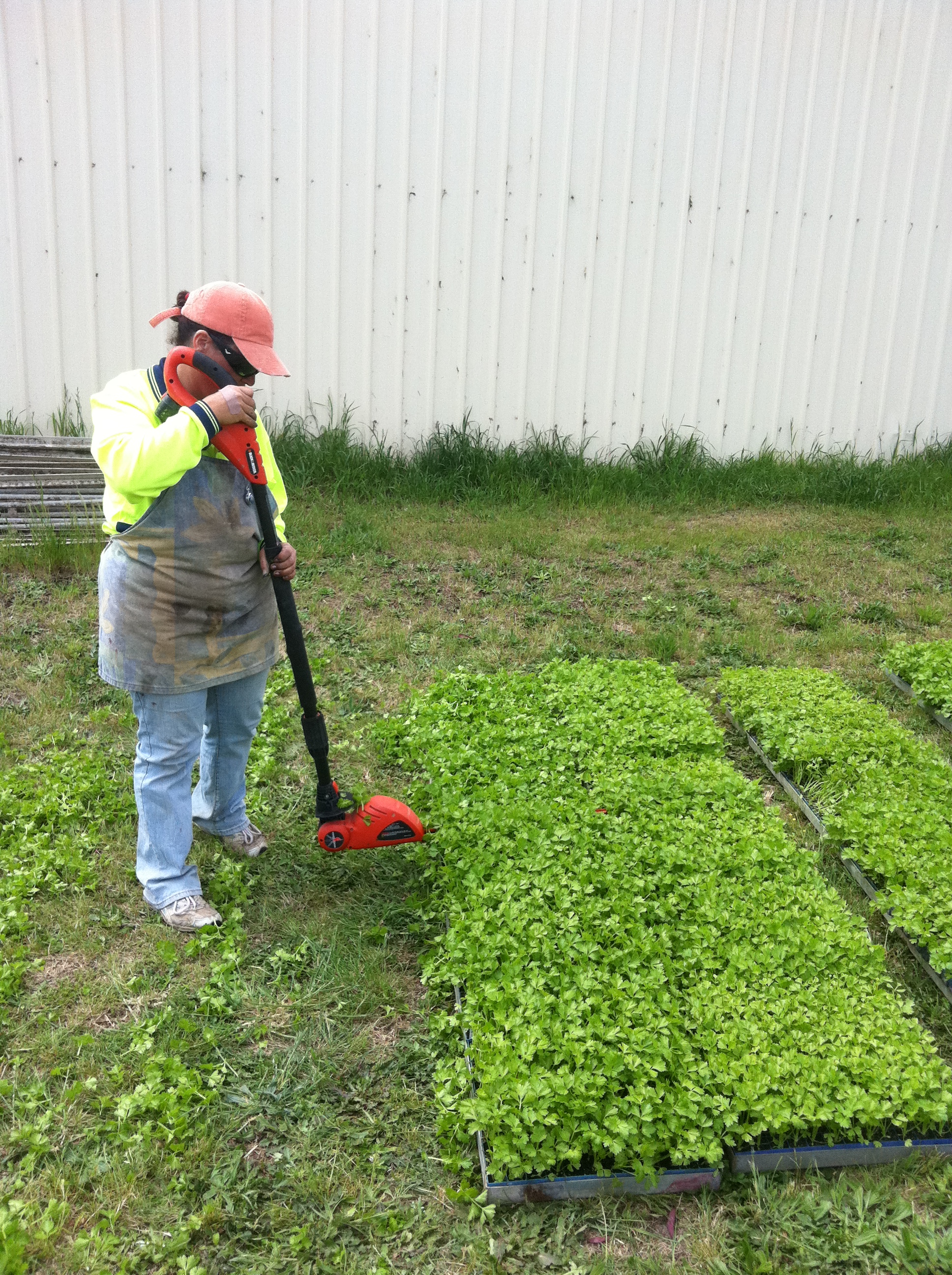 Veronica (Maradona) klipper selleri